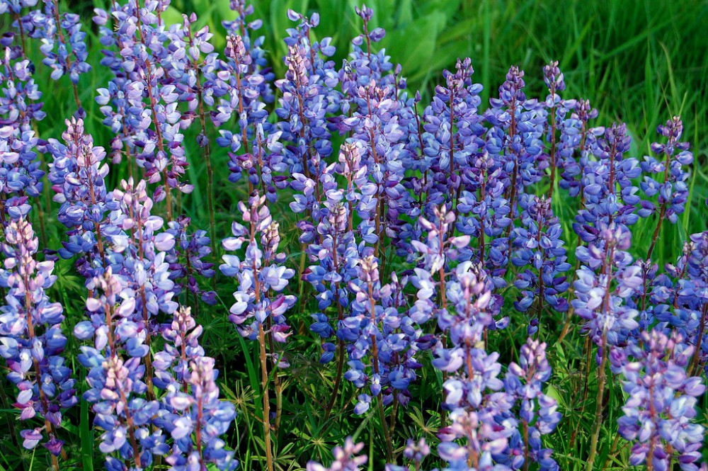 sundial_lupine2